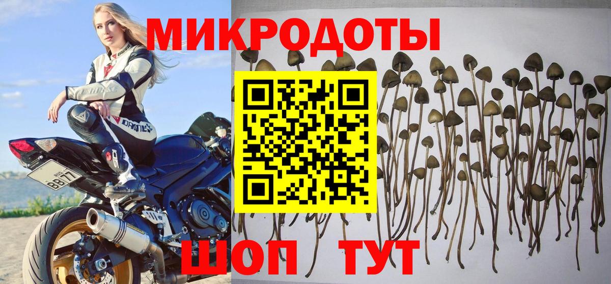 Камышин  Галлюциногенные грибы Cubensis  Вход с VPN 